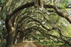 innerbohemienne:  Ancient live oak trees (Quercus virginiana) in Georgia 