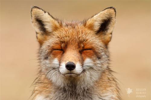 the-legal-drug-dealer:  sixpenceee:  Foxes Captured in Zen-Like State of Bliss  Photos by Roese