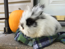 dailybunny:  Bunny and His Pumpkin Enjoy the Brisk Fall Air Thanks, Nick, Madeline, and bunny Bandit! 