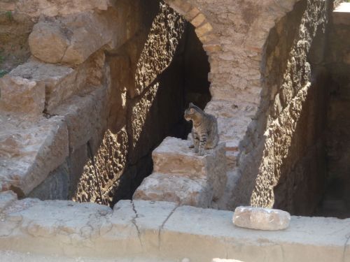 ancientromebuildings:Largo di torre ArgentinaCat archaeologist at temple C (4th / 3rd century BCE)Ro