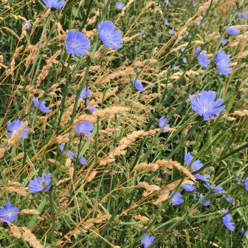 This time of year in the northeast US, the blue flowers of Chicory are a common and beautiful sight 