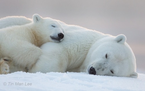 Momma bears with their cubs