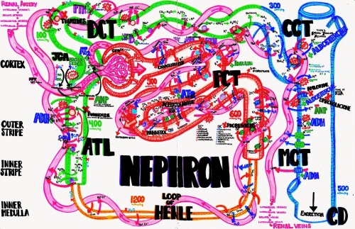 nephron study guide download all of my anatomy and medical study guides here!