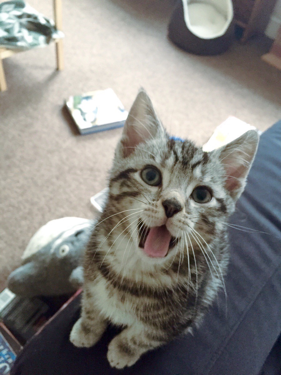 awwww-cute:  This little weirdo has very quickly become my best friend (Source: http://ift.tt/1USbzDO)