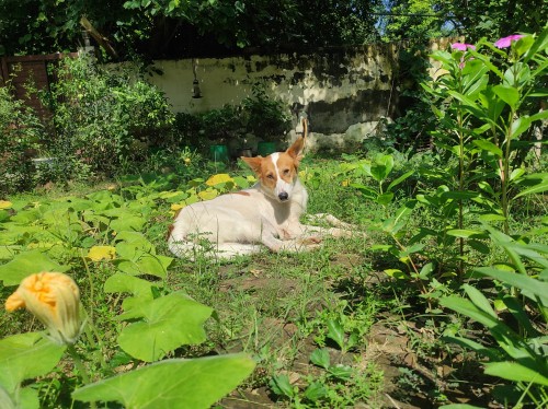 Some Days I'm Just A Dog Sunning My Fur, Feeling The Invisible Heat Warm Up My Skin And Bones As I Lay
