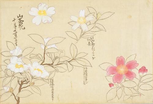 iamjapanese:KANŌ Shigekata（狩野 重賢 Japanese）Sōmoku Shasei 草木写生  秋  Scrolls of Flower Paintings, Autumn