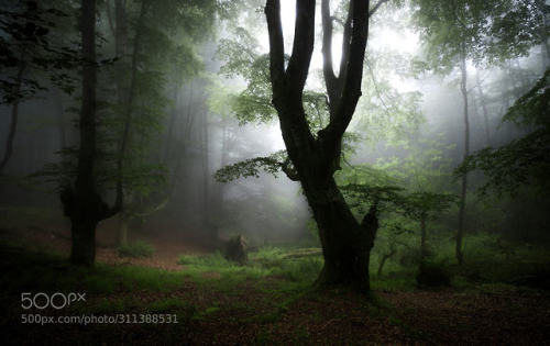 The Enchanted Forest by wenhua676