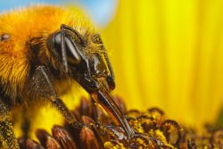 highresolution-photography:  Feeding Bumblebee