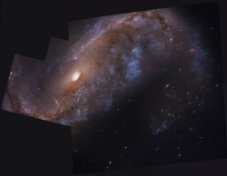 gravitationalbeauty:  NGC 2442: Galaxy in