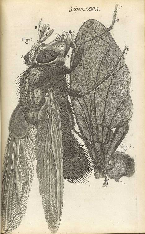 magictransistor:  Robert Hooke’s ‘Micrographia’ : or, ‘Some physiological descriptions of minute bodies made by magnifying glasses. With observations and inquiries thereupon.’ Printed by J. Martyn and J. Allestry, London, England (1665)