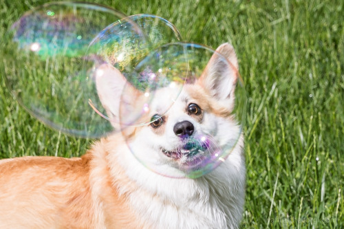 prguitarman:wafflesthecorgi:We think Waffles enjoys bubbles.“Wtf is happening”