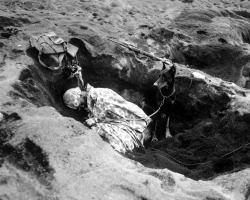 ironwarriors:  Butch, the war dog partnered with Private First Class Rez P. Hester of the 7th War Dog Platoon, watches over his master while he catches some rest in a foxhole on Iwo Jima. February 20, 1945 