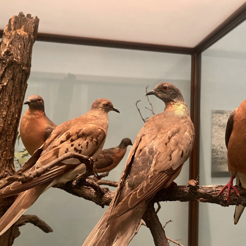 highways-are-liminal-spaces:Extinct birds at the Field Museum, Chicago