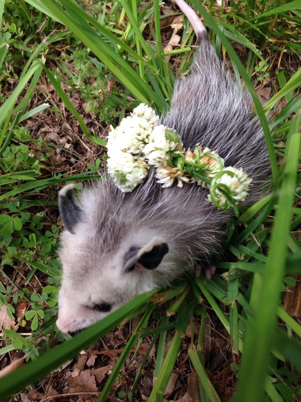 khrysdiebee:  fujoshiranger:  I’ve been taking care of an opossum. I’ve named