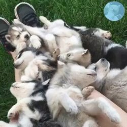 awwww-cute:  Buried in huskies (Source: http://ift.tt/1RerRYK)