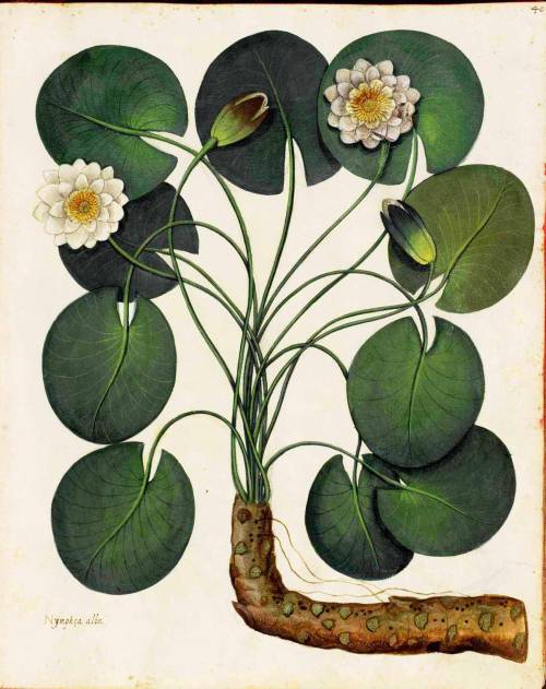 sugarmeows:Illustration of a water lily by Ulisse Aldrovandi (11 September 1522 – 4 May 1605)