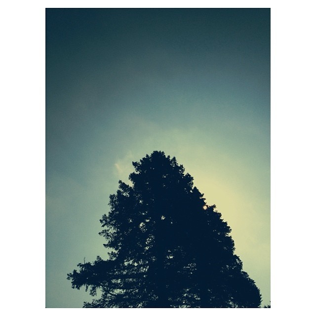 I just want to be in the trees.