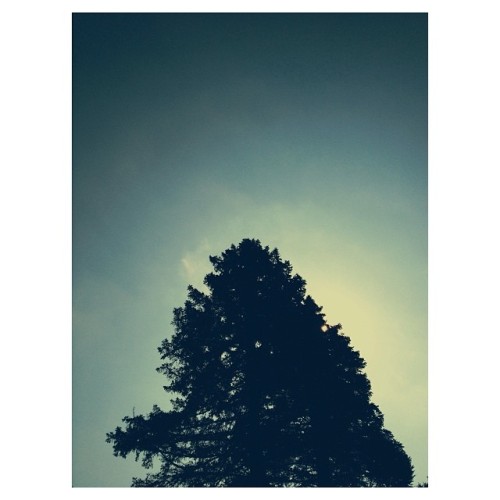 I just want to be in the trees.