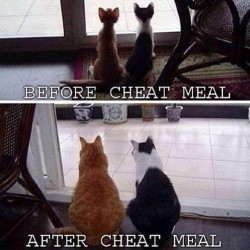 blogilates:  Had my yolo meal today and I feel like the cats on the bottom. 😝 By the way, if you’re eating clean all week long and you’re working out, one yolo meal will NOT ruin everything. DO NOT FEEL GUILTY! Enjoy it 100%! You’ll revert back