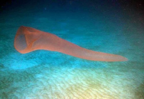 thenerdsaurus:Pyrostremma spinosum (Giant fire salp)“Pyrosomes, genus Pyrosoma, are free-floating co