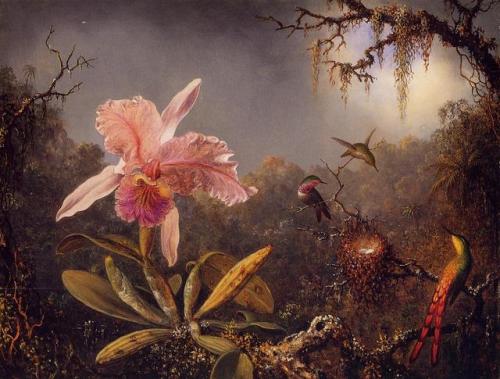 dappledwithshadow:Cattleya Orchid and Three Brazilian HummingbirdsMartin Johnson Heade - 1871 Nation