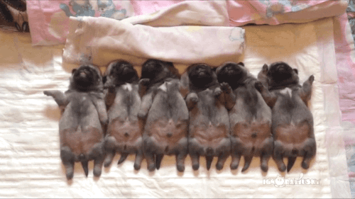gifsboom:  Video: Pug Puppies Sleeping in a Row