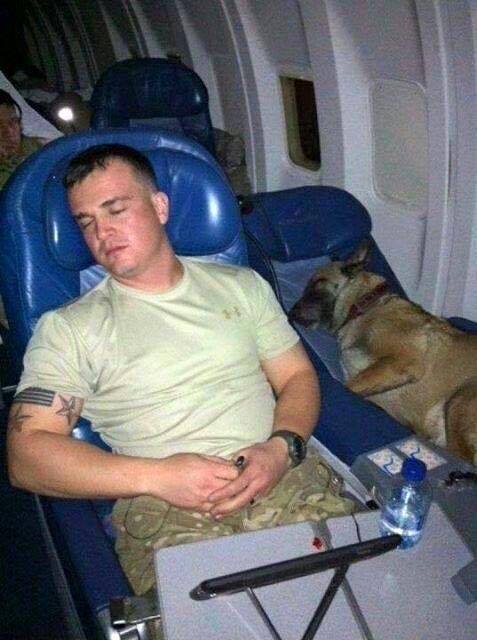 semperannoying:  Military Working Dogs (MWD) porn pictures