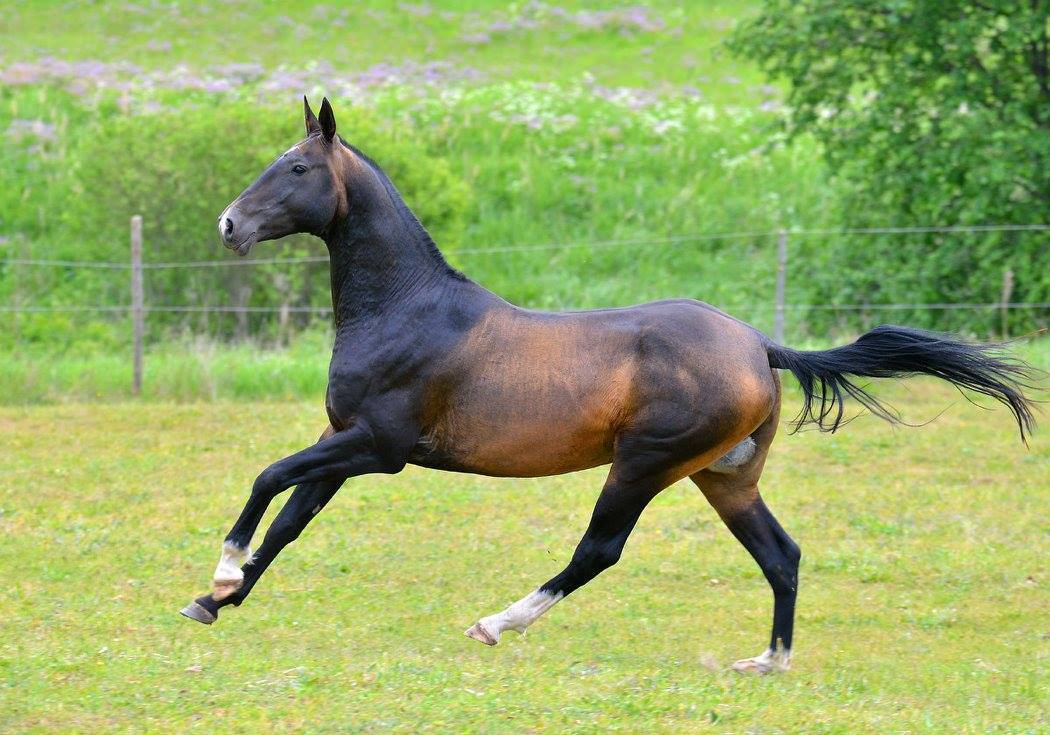 thequeerblackequestrian:  all-the-horses:   horsesanddogsandmen:  all-the-horses: