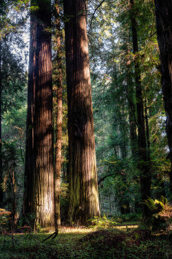 Forest Breeze