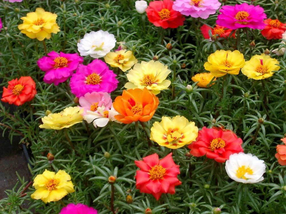 Onze-horas - Portulaca grandiflora | Blog das Flores