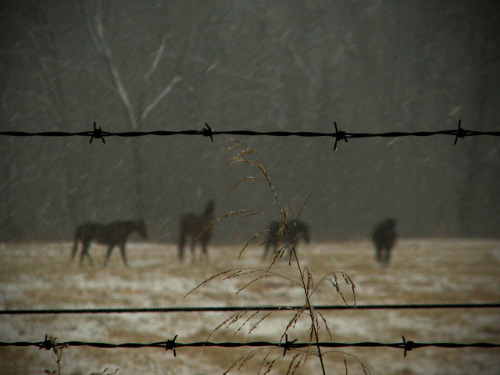 valscrapbook:Pasture by {no rest for the wicked} on Flickr.