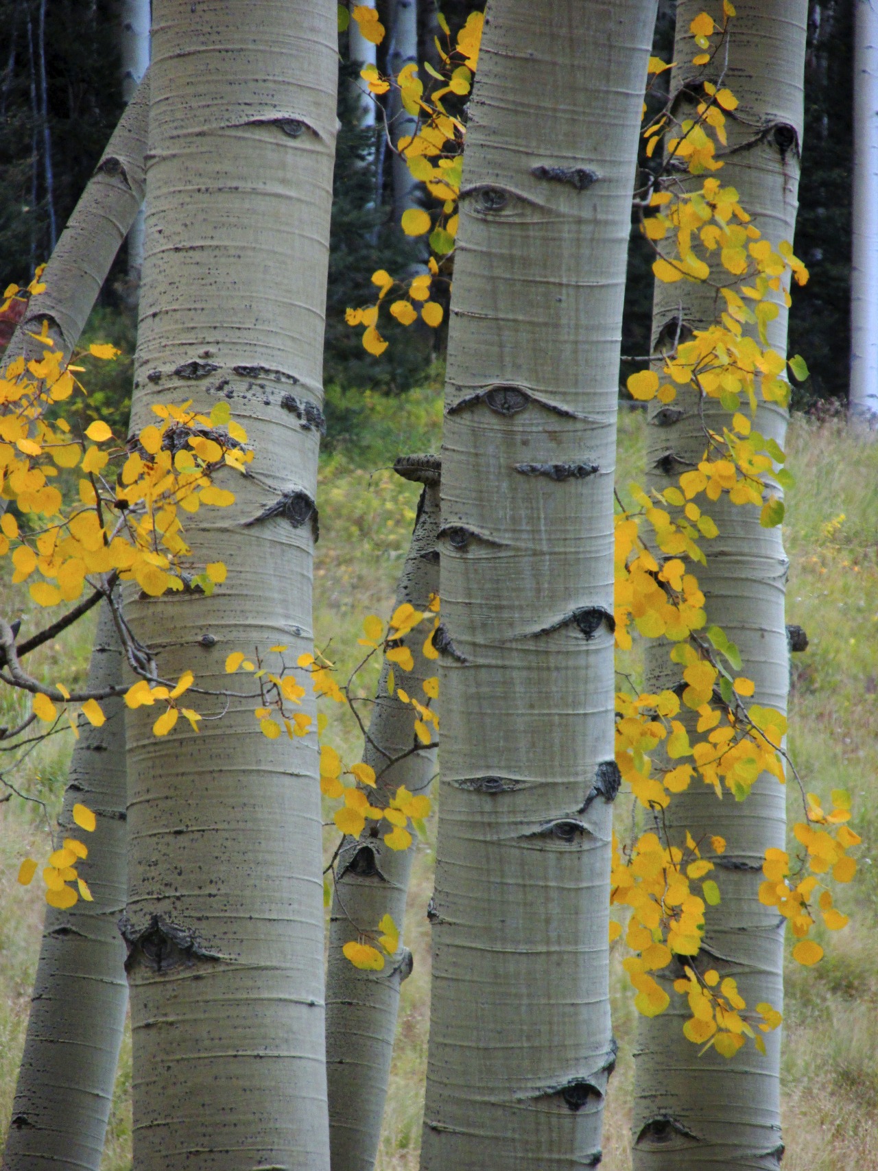 justemoinue2:  Why I like autumn. 