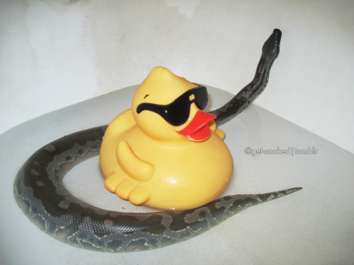 kookootegu-deactivated20140727: Ｒｕｂｂｅｒ ｄｕｃｋｙ， ｙｏｕ＇ｒｅ ｔｈｅ ｏｎｅ~ ~ｙｏｕ ｍａｋｅ ｂａｔｈｔｉｍｅ， ｓｏ ｍｕｃｈ ｆｕｎ