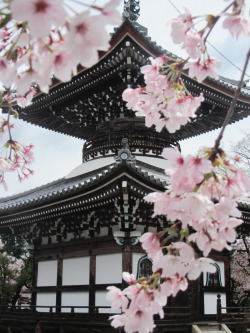 thekimonogallery:  Cherry blossoms, Japan.  Photography by lawrencebarrow on Flickr 