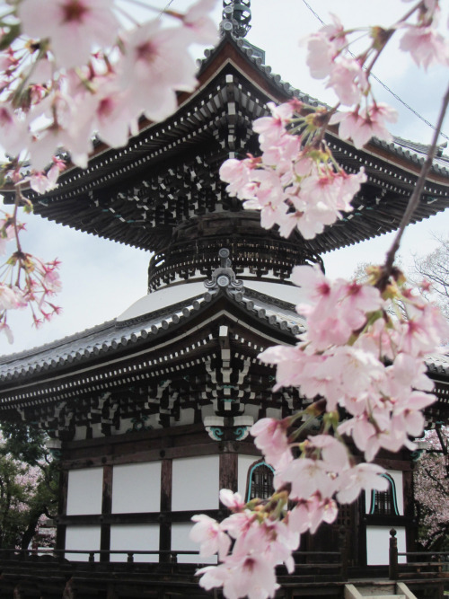 thekimonogallery:  Cherry blossoms, Japan.  porn pictures
