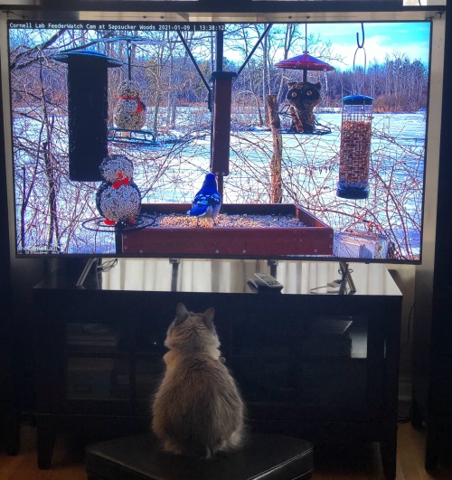 Cat Birding! Do You Know Which School Of Ornithology This Bird Can Is At?