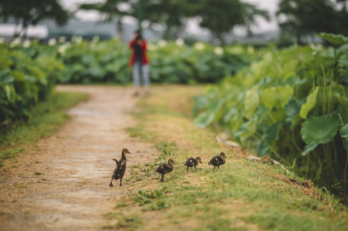 2021-07-17Canon EOS R6 + RF85mm f1.2LInstagram  |  hwantastic79vivid