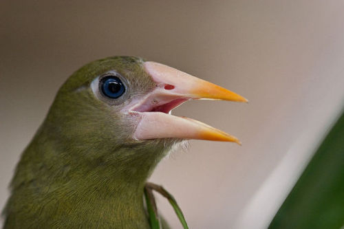 cool-critters: Green oropendola (Psarocolius viridis)The green oropendola is a species of bird in th