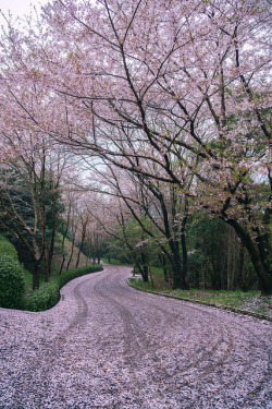 fuckyeahjapanandkorea:  cherry blossoms before &amp; after by Jake in Japan