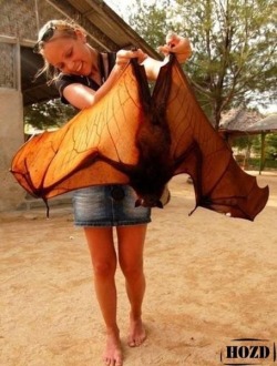 end0skeletal:  The giant golden-crowned flying fox is one of the largest bats in the world, weighing in at up to 2.5 pounds with a wing span of as much 5 feet 7 inches. They live in the forests of the Philippines and eat mostly figs and leaves. 