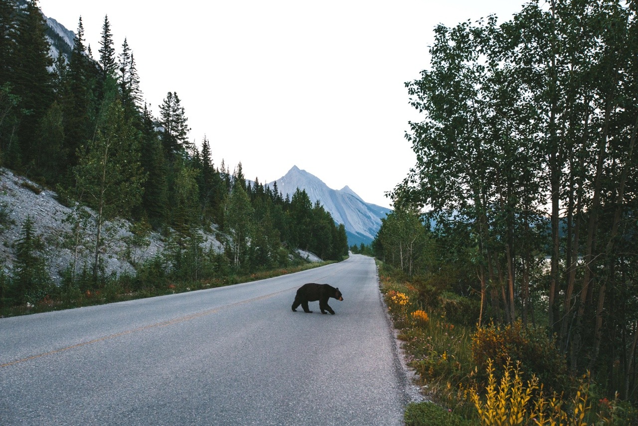 bryandaugherty:  Alberta, Canada is pure magic.