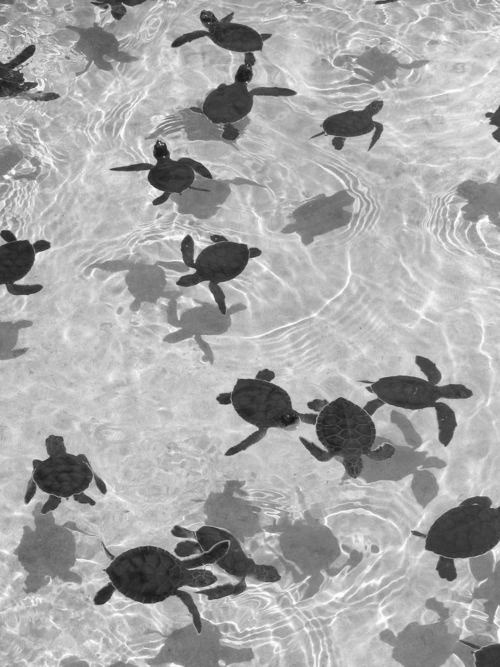 sincerelyhappines:  (via TumbleOn)