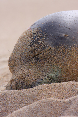 burning-soul:  Sleepy Seal 