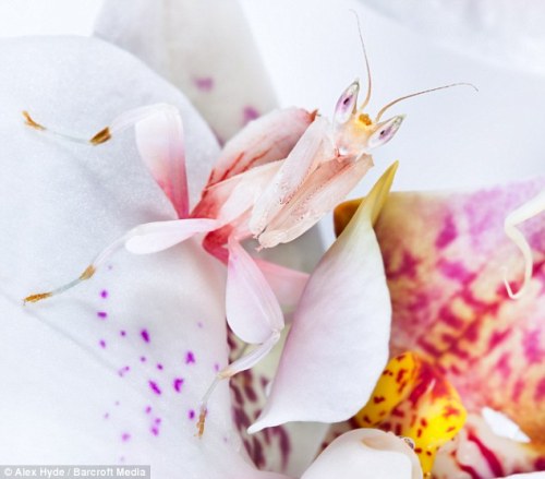 XXX kevwaldo:  Orchid Mantis (Hymenopus coronatus) photo