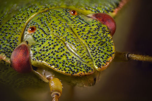 sitting-on-me-bum: Shield Bug Insects Portraits by Brian TomlinsonCockroachMillipede