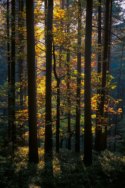 belovedgaia:  libutron:  Oaked pines | ©Stephan Amm  (Upper Franconia -Oberfranken-, Northern Bavaria, Germany)  - plants - nature -