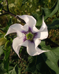 flowerfood:  datura stramonium with purple