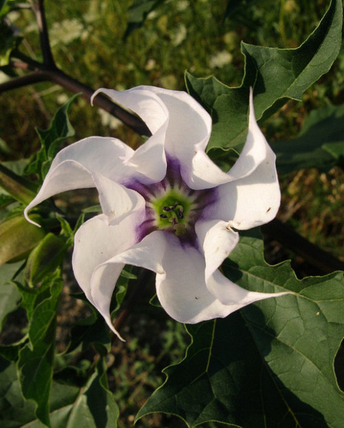 Porn photo flowerfood:  datura stramonium with purple