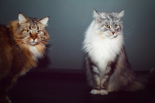 ingirll:The giant and lovely Maine Coon cat. Not cooperative as a pair, but completely vain as indiv