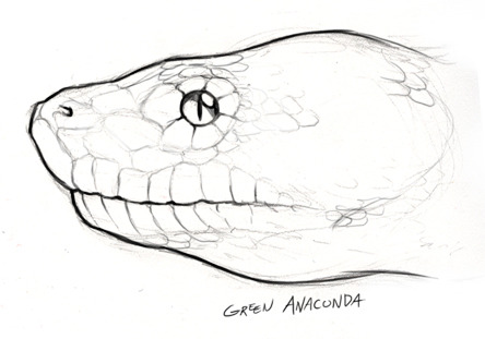 skullbird:  Sketches of various constrictor profiles, attempting to help illustrate that these snakes don’t just vary in color and size, but there’s tons of variation even down to facial structure.This was a fun exercise~ 